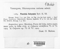Puccinia calycerae image